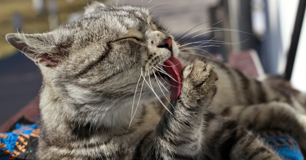 Excessive Paw Licking in Cats Explained